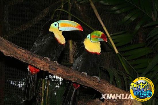 哥斯达黎加犀鸟