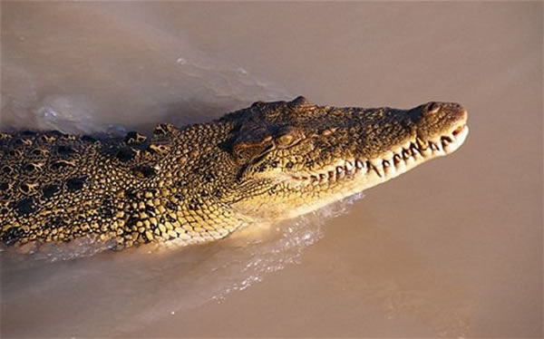 澳大利亚北部爆发洪水 老人被鳄鱼围困3天