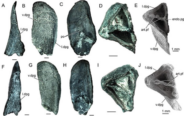 通过研究早期鱼类的腰带首次揭示硬骨鱼纲外骨骼腰带