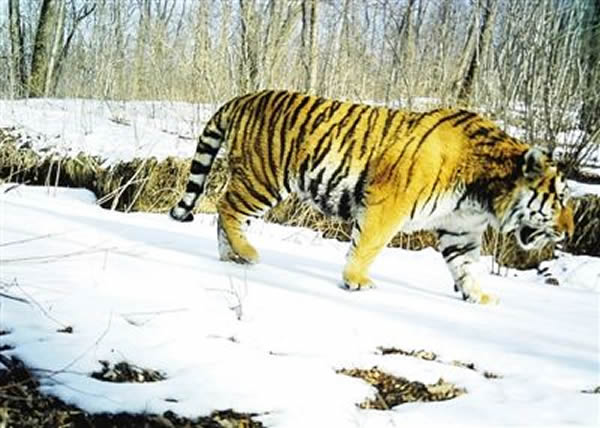 吉林珲春保护区红外线照相机分别拍摄到东北虎、豹的珍贵照片