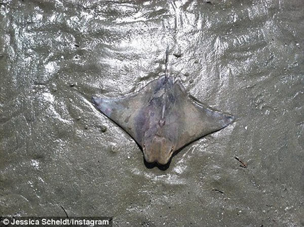 黄貂鱼的背部“耶稣”显现