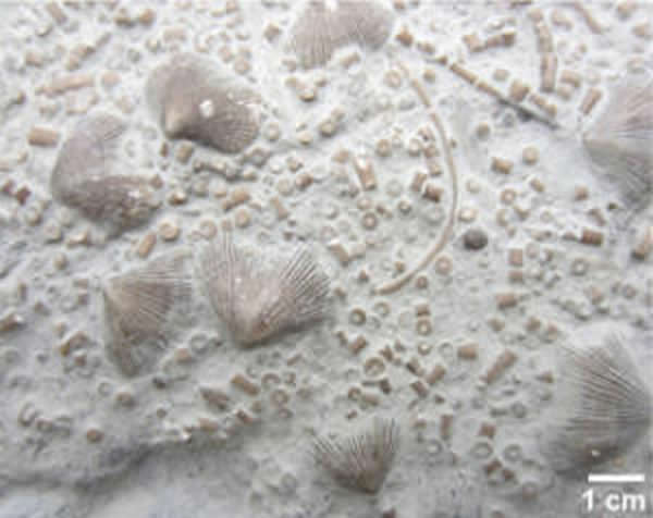 最新研究表明奥陶纪末大灭绝的原因可能是栖息地消失和热带海水降温