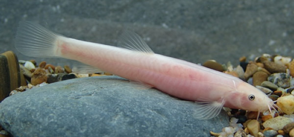 广西发现岭鳅属一穴居新种:罗城岭鳅