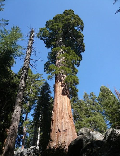 美国科学家最新研究解释树木高度越高,其树叶就越小,依据这一数学反向比例,树木的高度很难超过100米
