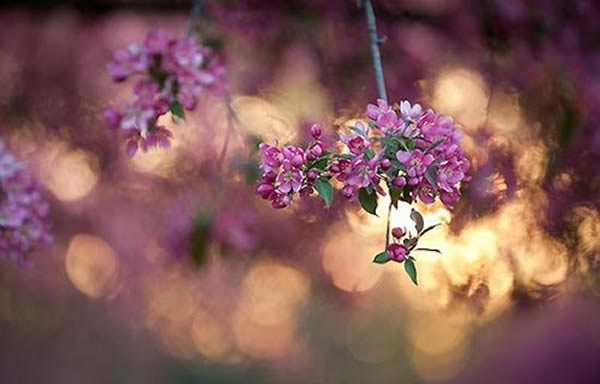 全球变暖致使美国东部的原生植物开花比67年前提前近一个月