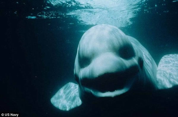 白鲸诺克接近水下的一名潜水员,研究人员认为它或许是在听到潜水员使用水下通信设备后开始发出演讲一样的声音