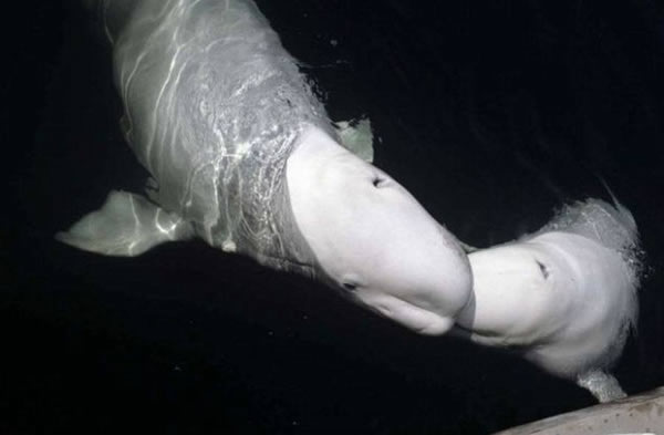 鲸鱼诺克自发的开始模拟人类的声音,其它的鲸鱼从未发出类似的声音