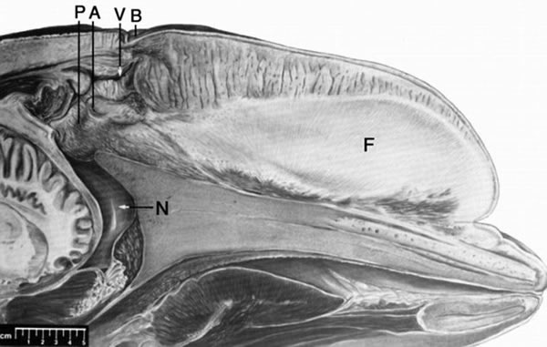 研究人员分析鲸鱼的声音通路来了解诺克如何发出独特的声音
