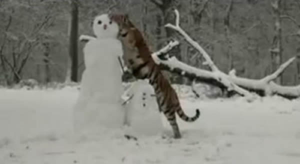 �ϻ�ſ��ѩ�˺󱳡�