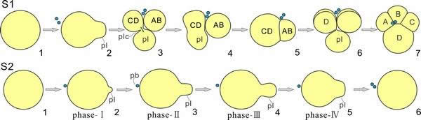 具极叶胚胎化石早期发育示意图