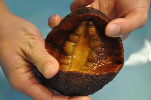 加州大学河岸分校伯恩斯工程学院副教授大卫-凯瑟鲁斯实验室所使用的一种最大的石鳖,图中间位置为石鳖牙齿。