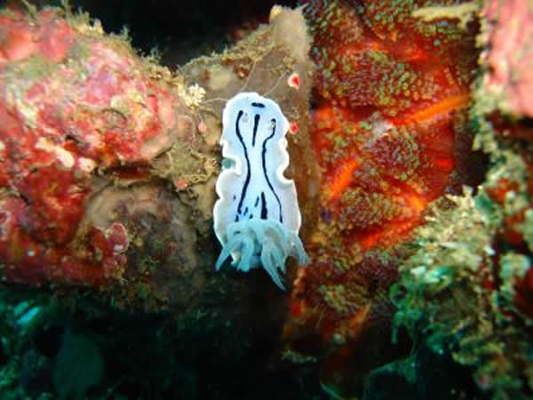 �ڷ��ɱ������ƺ�����