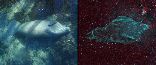 太空中的海牛星云