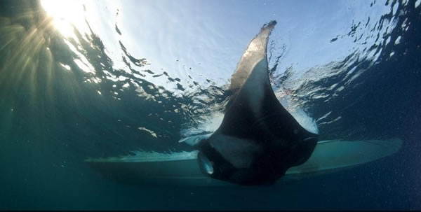 测量世界上最大的蝠鲼