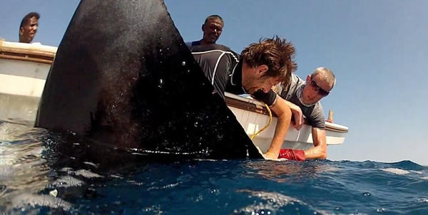 测量世界上最大的蝠鲼