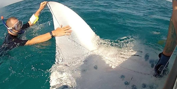 测量世界上最大的蝠鲼
