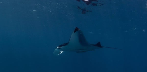 测量世界上最大的蝠鲼