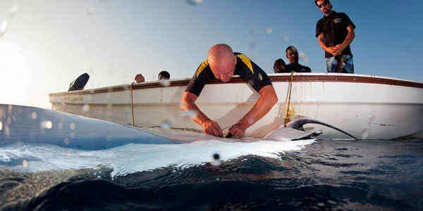 测量世界上最大的蝠鲼