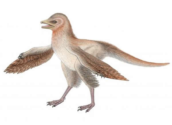 中国羽龙(Eosinopteryx)复原图