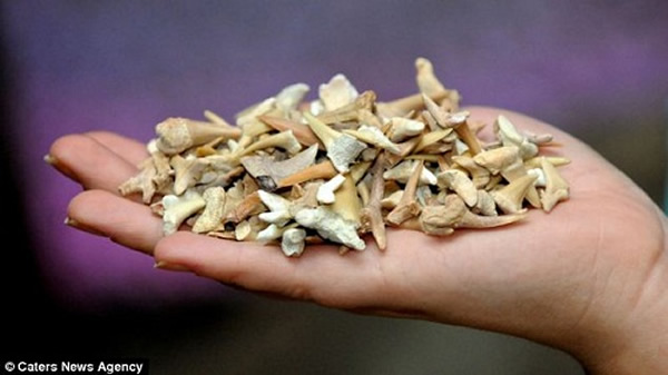 Ӣ�����������ˮ�ط����������������