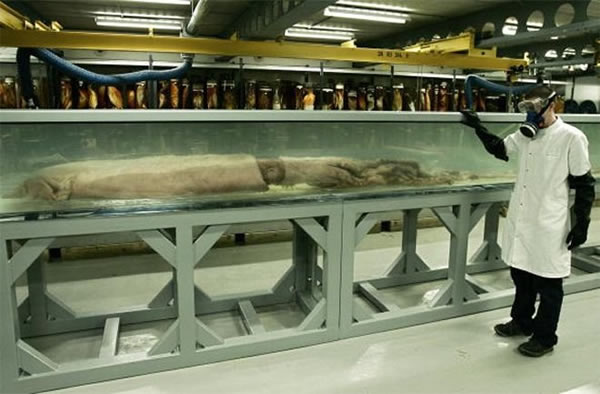 �峤9�׵ľ�������걾