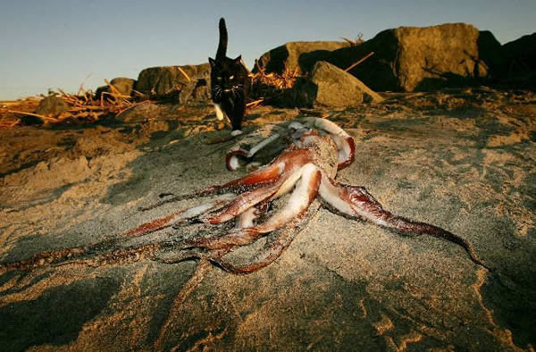 ��ǳ�ľ�������