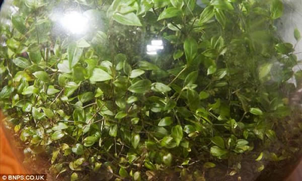 像其它植物一样,它们能够充分进行光合作用,尽管与外界保持完全隔离