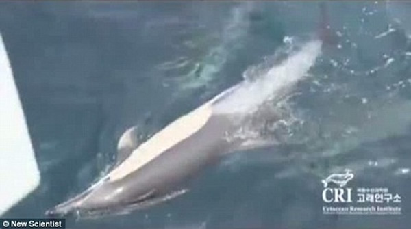 受伤雌海豚已无法自主游泳