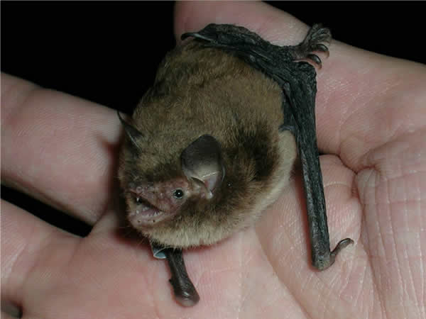 小型水鼠耳蝠具有非常复杂的社交生活。雌性和雄性蝙蝠生活在不同海拔高度,并具有各异的交配行为。