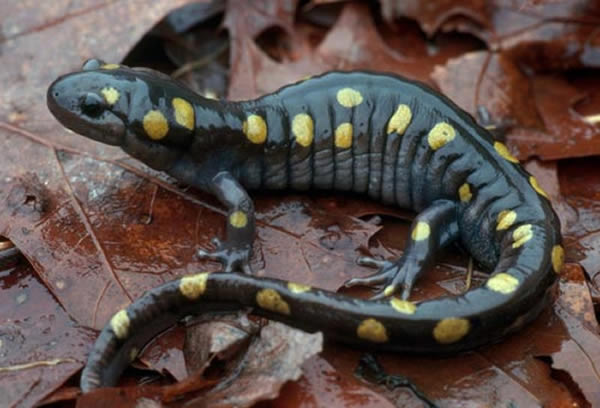 �ߵ�ۿ�����׸����ֵġ�̫���ܶ�������׵����