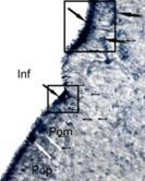 ����3���ӣ�������ٴ��Ԧð��������������߹�������øȾɫ��ʾ