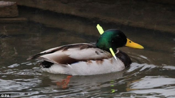 Ӣ��һֻҰѼ�����䴩����������