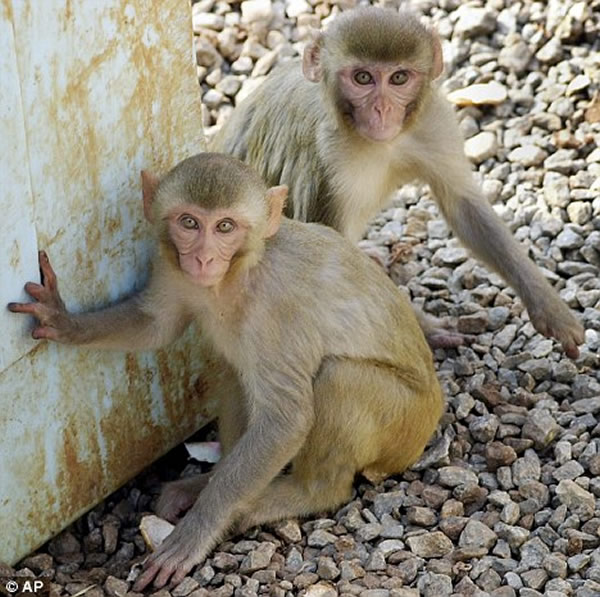 出现在村落中的野猴