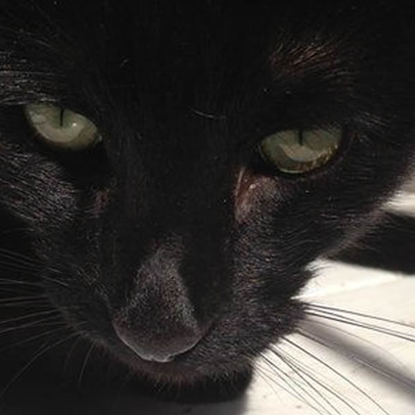 研究表明猫是美国野生动物的最大威胁之一