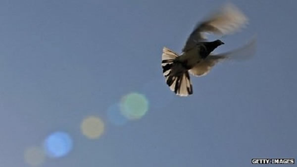 �Ÿ���׿Խ�ĺ��мң����ǵ����Ǵ�������Jerseyɽ�ϱ��ŷɵ�ʱ������Ҳ��·��