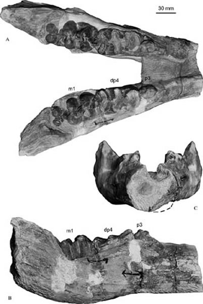 维曼嵌齿象下颌标本,A 背视,B 侧视,C 近端视。(王世骐供图)