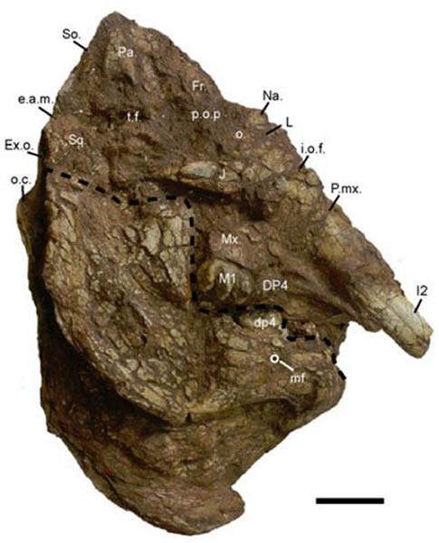 江南中华乳齿象(新种)头骨及下颌骨(正型标本,V 18221)(王元供图)