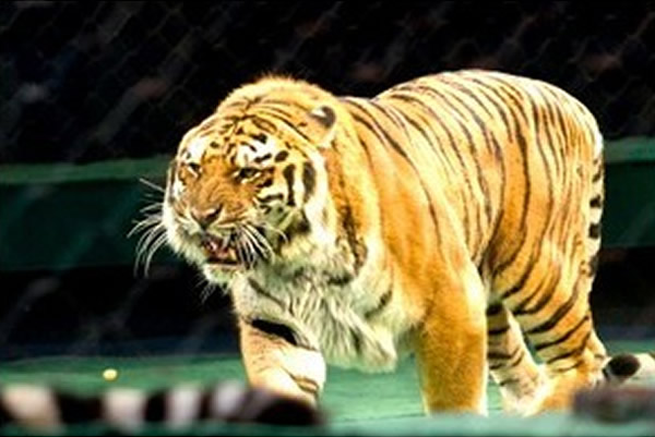 ī����һѱ��ʦ�ݳ�ʱ���ϻ�����ҧ��