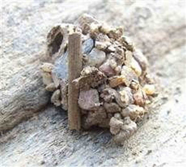 Zodarianʳ����Բ���γ�Ѩ