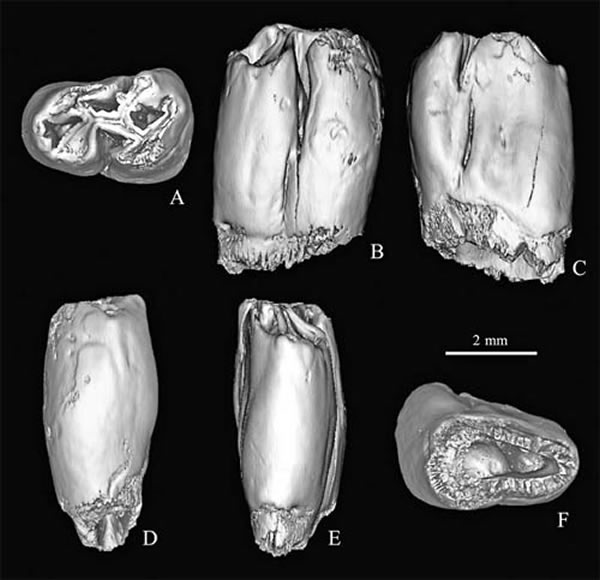 奇氏察里圆齿鼠(Tschalimys ckhikvadzei)左下前臼齿(IVPP V 17928) 3D复原图(吴文裕供图)