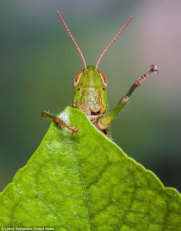 һֻ��������һƬľ�Ȼ�Ҷ�Ӷ����˷ܵء����֡�