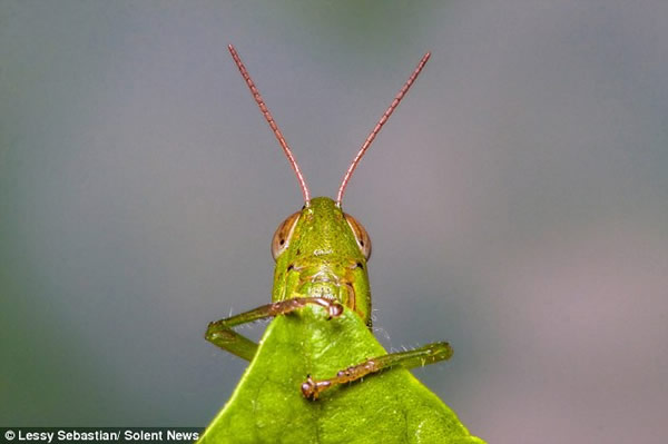 һֻ��������һƬľ�Ȼ�Ҷ�Ӷ����˷ܵء����֡�