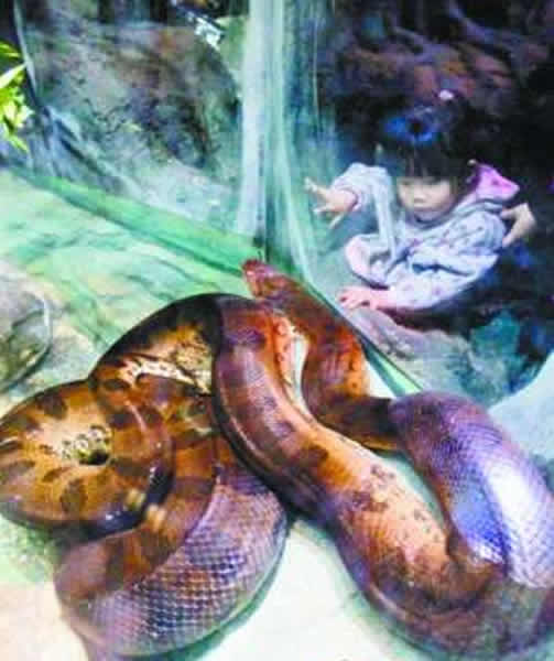 长隆野生动物世界养育了12年的“蛇王”水蚺重出江湖