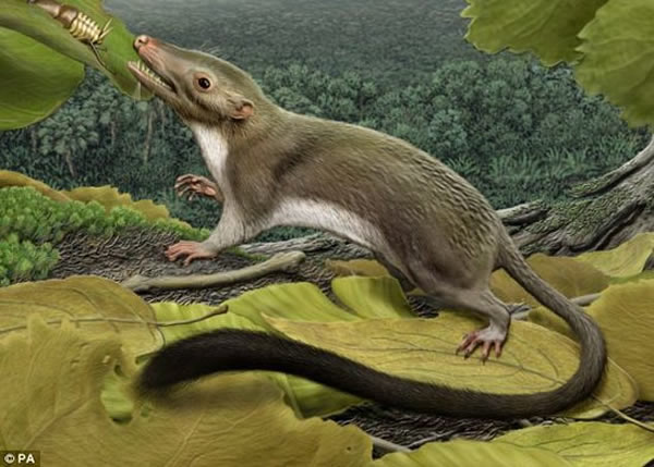 古生物学家新发现的胎盘哺乳动物的复原图