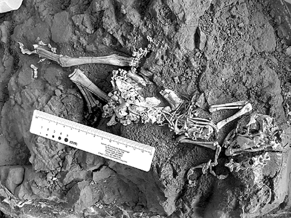 目前世界上最小的窃蛋龙化石——迷你豫龙化石,2008年3月在河南栾川县秋扒乡出土。