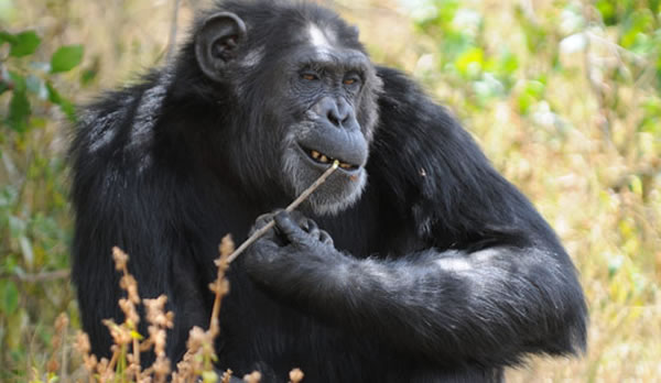 在人类与猿类中发现的平衡选择