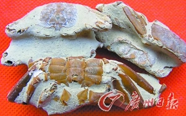 广东徐闻发现一批罕见蟹化石