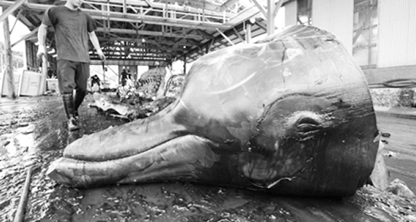 日本等国家的所谓科学捕鲸实际是经过伪装的商业捕鲸活动