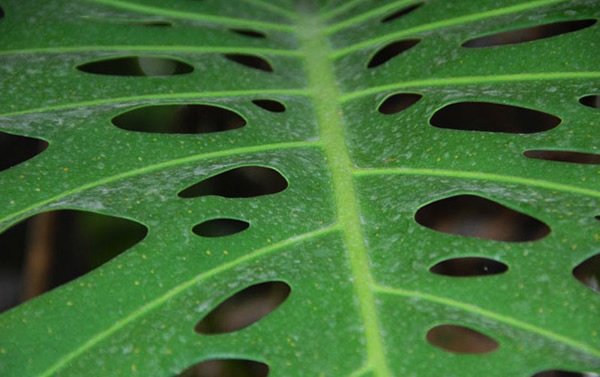 �걳���ҶƬΪ�γ��п׶�