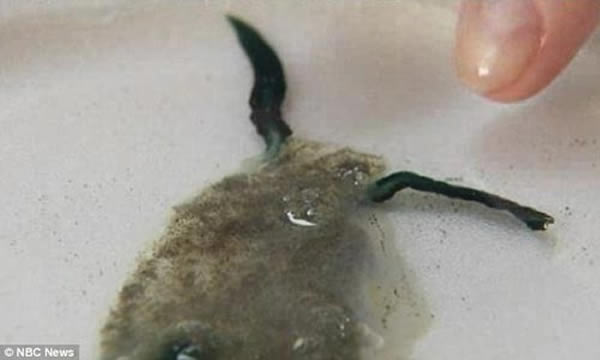 美国海岸惊现奇怪海洋生物